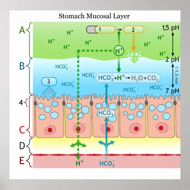 Affiches Diagram of Alkaline Mucous Layer in the Stomach (Devant)