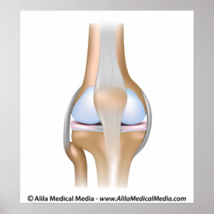 Affiches Diagramme anatomie articulaire du genou non marqué