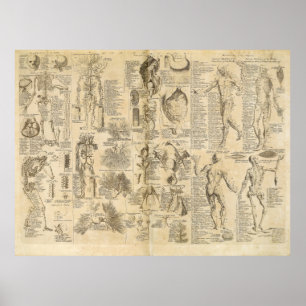 Affiches Diagramme anatomique de Cyclopaedia 1728
