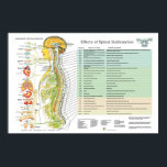 Affiches Diagramme ANNA des nerfs épineux de subbluxe chiro<br><div class="desc">Image anatomique colorée montrant le système nerveux autonome par rapport à la colonne vertébrale et aux organes internes. Nerfs représentant le système sympathique, parasympathique et cérébral. L'affiche de la chiropratique énumère les effets de la subluxation de la colonne vertébrale sur les zones corporelles et les symptômes possibles associés. Couleur codée...</div>