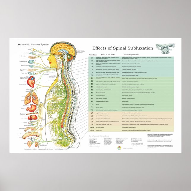 Affiches Diagramme ANNA des nerfs épineux de subbluxe chiro (Devant)