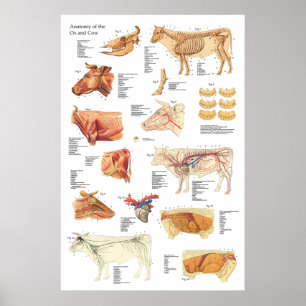 Affiches Diagramme bovin 24" d'anatomie de vache X 36"