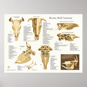 Affiches Diagramme bovin d'anatomie de crâne de vache