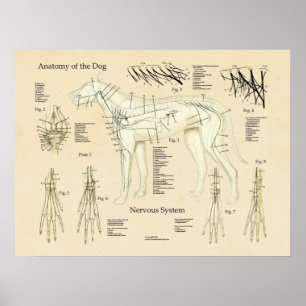 Affiches Diagramme d'anatomie de nerf de système nerveux de