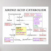 Diagramme de catabolisme des acides aminés
