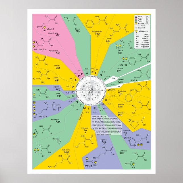 Affiches Diagramme de code génétique montrant les résidus d (Devant)