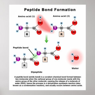 Affiches Diagramme de formation de liaison Peptid