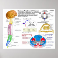 Diagramme de la colonne vertébrale humaine