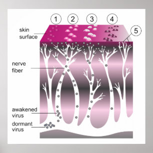 Affiches Diagramme de la progression des bardeaux sur la pe