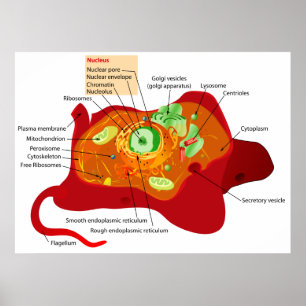 Affiches Diagramme de la structure cellulaire d'une cellule