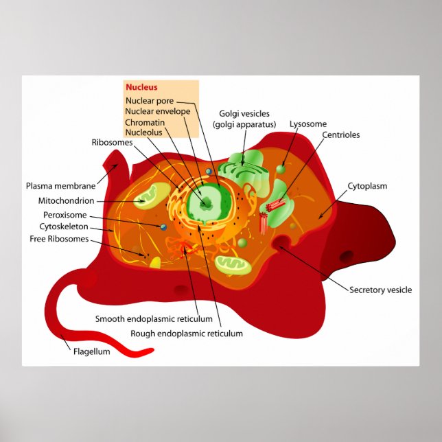 Affiches Diagramme de la structure cellulaire d'une cellule (Devant)