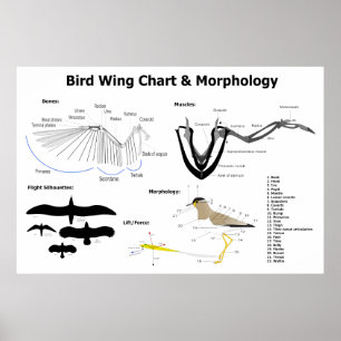 Affiches Diagramme de l'anatomie des ailes d'oiseau