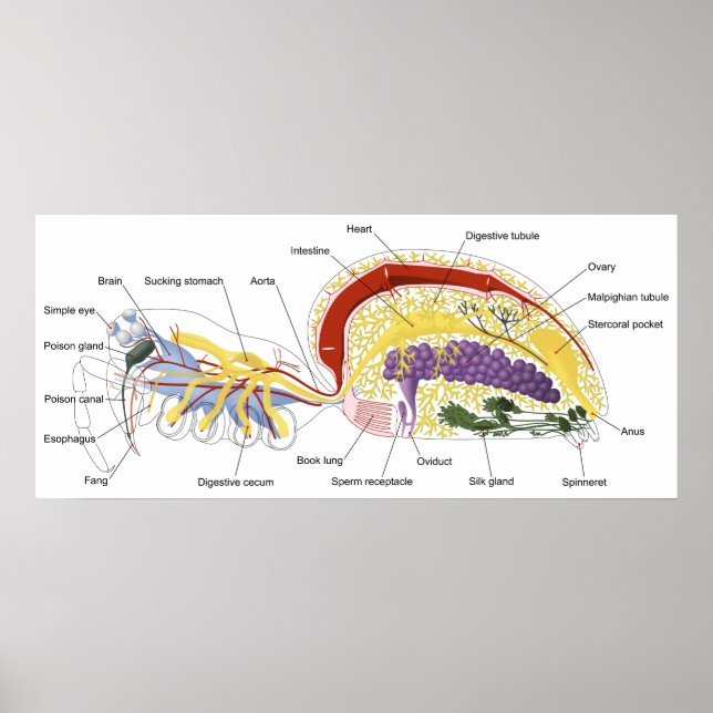 Affiches Diagramme de l'anatomie interne d'une araignée fém (Devant)