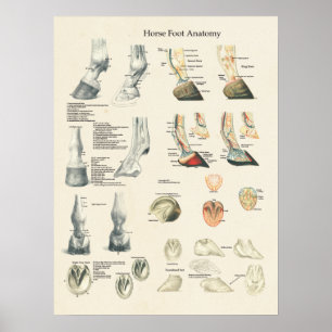 Affiches Diagramme de maréchal-ferrant d'anatomie de jambe
