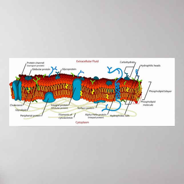 Affiches Diagramme de membrane cellulaire commun à toutes l (Devant)