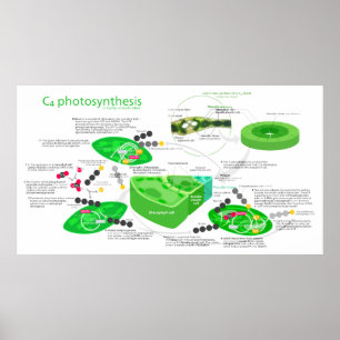 Affiches Diagramme de photosynthèse C4