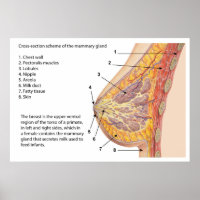 Diagramme de section transversale de l'argile mamm