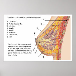 Affiches Diagramme de section transversale de l'argile mamm