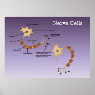 Affiches Diagramme des cellules nerveuses
