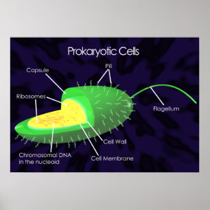 Affiches Diagramme des cellules procaryotes