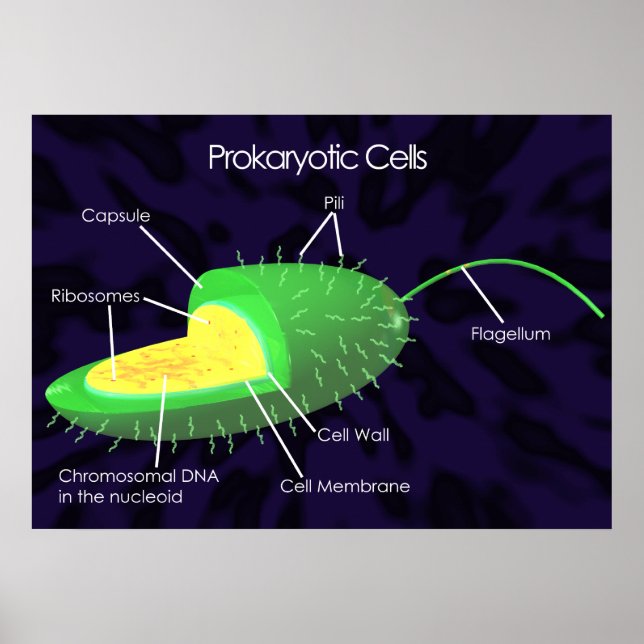 Affiches Diagramme des cellules procaryotes (Devant)