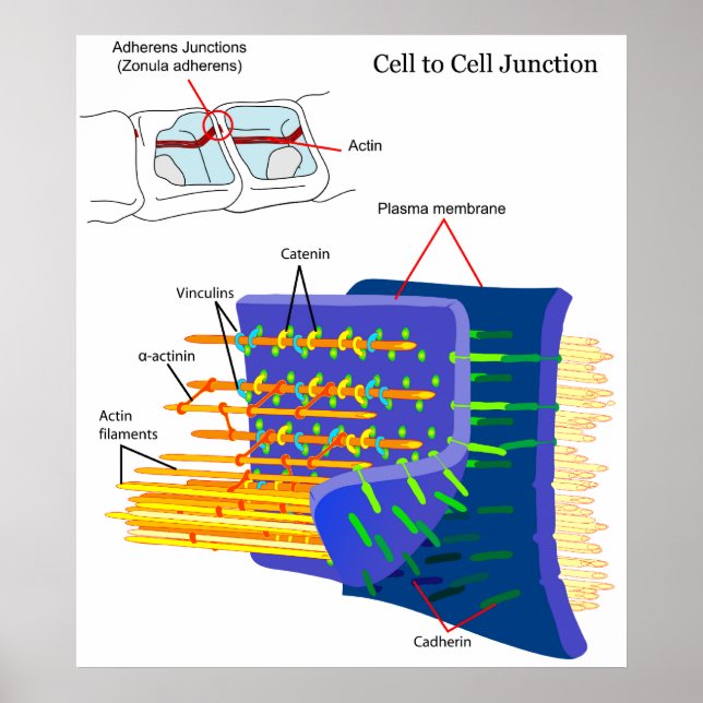 Affiches Diagramme des complexes de protéines de jonctions  (Devant)