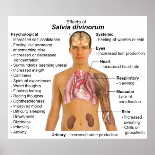 Affiches Diagramme des effets de Salvia Divinorum Plante