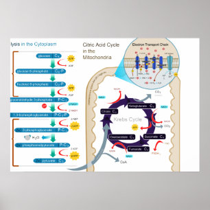 Affiches Diagramme détaillé de la respiration cellulaire