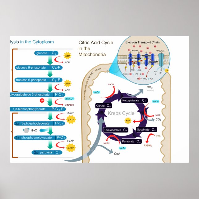 Affiches Diagramme détaillé de la respiration cellulaire (Devant)