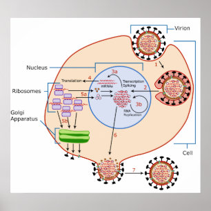 Affiches Diagramme d'invasion et de réplication du virus de