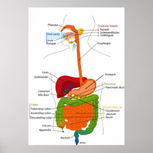 Affiches Diagramme du sentier gastro-intestinal humain