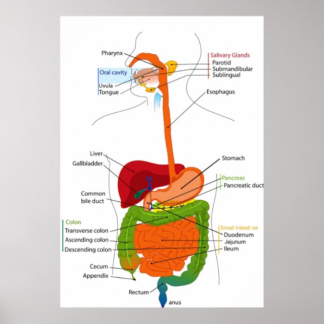 Affiches Diagramme du sentier gastro-intestinal humain (Devant)
