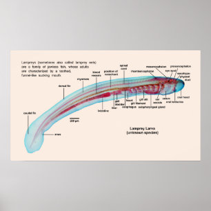 Affiches Diagramme d'une espèce de lamproie marine Larva