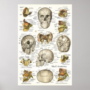 Affiches Diagramme humain 24 x 36 d'anatomie de crâne