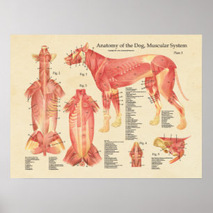 Affiches Diagramme musculaire d'anatomie de système de