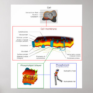Affiches Diagramme Plasma cellulaire Membrane Plasmalemme