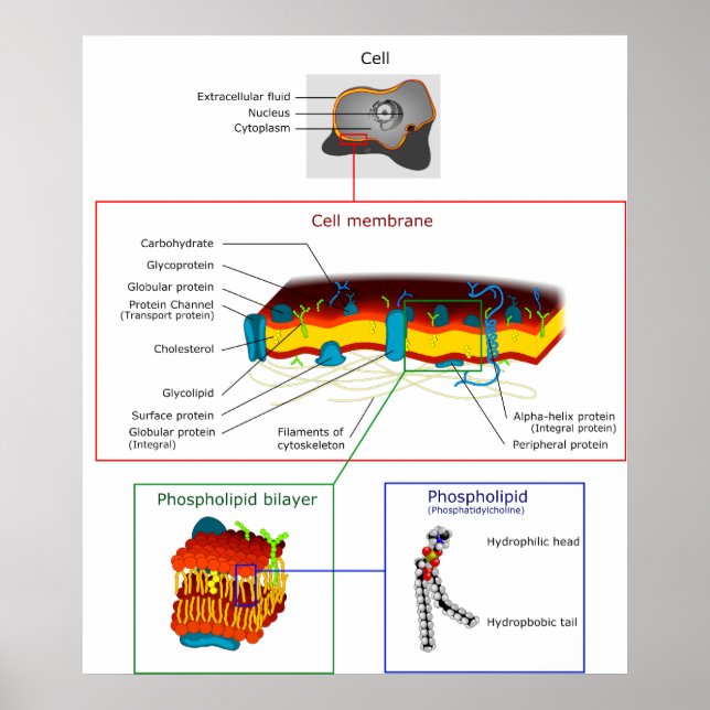 Affiches Diagramme Plasma cellulaire Membrane Plasmalemme (Devant)