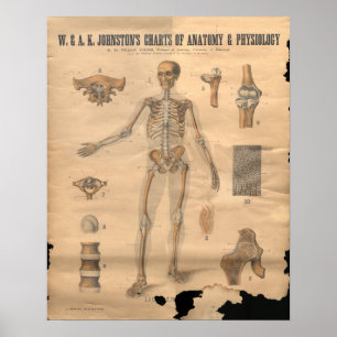 Affiches Diagramme squelettique vintage 1906 d'anatomie