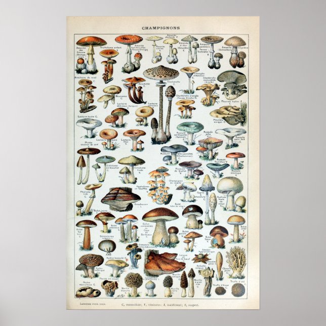 Affiches Diagramme vintage des champignons (Devant)