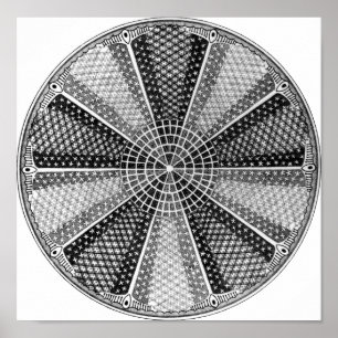 Affiches Diatom 13 Ernst Haeckel Fine Art