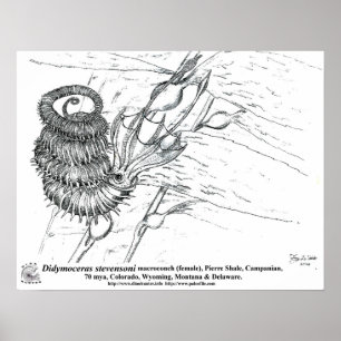 Affiches Didymoceras stevensoni