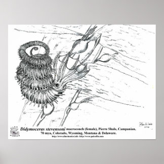 Affiches Didymoceras stevensoni