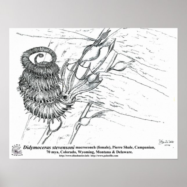 Affiches Didymoceras stevensoni (Devant)