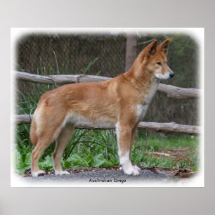 Affiches Dingo australien 9Y209D-268