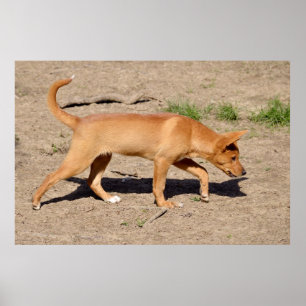 Affiches Dingo walking