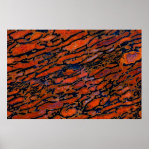 Affiches Dinosaure bone