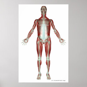 Affiches Disposition de tous les muscles du corps humain