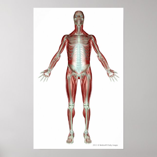 Affiches Disposition de tous les muscles du corps humain (Devant)