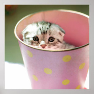 Affiches Dissimulation de chaton