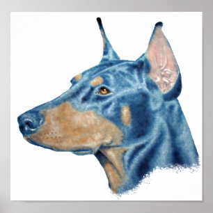 Affiches Doberman